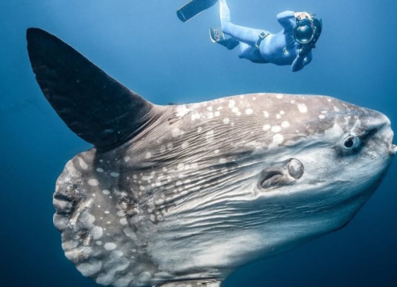 Sunfish Smashed She executed thousands and her nickname was Demon