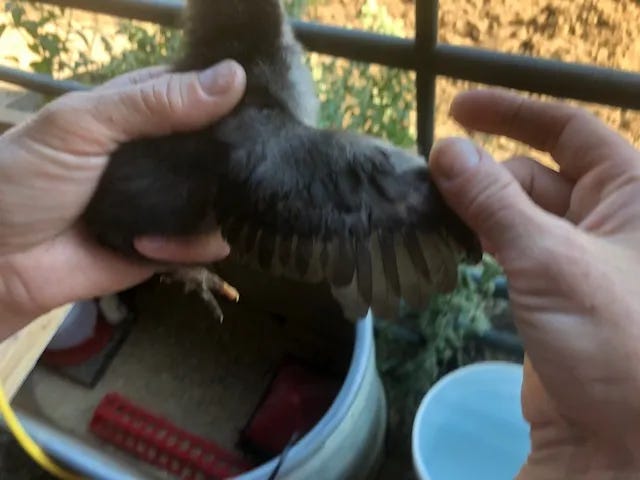female australorp