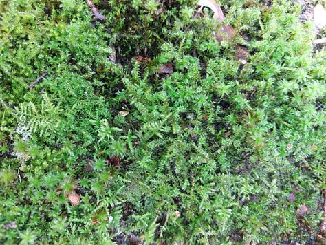 Moss