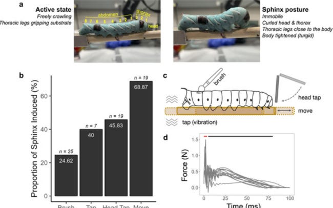 Schémas tirés de l'étude où, entre deux graphiques, on peut voir la chenille adopter, en effet, une posture rappelant (avec un peu d'imagination tout de même) celle du sphinx