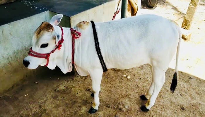 What is Punganur Cow? What is Punganur Cow?