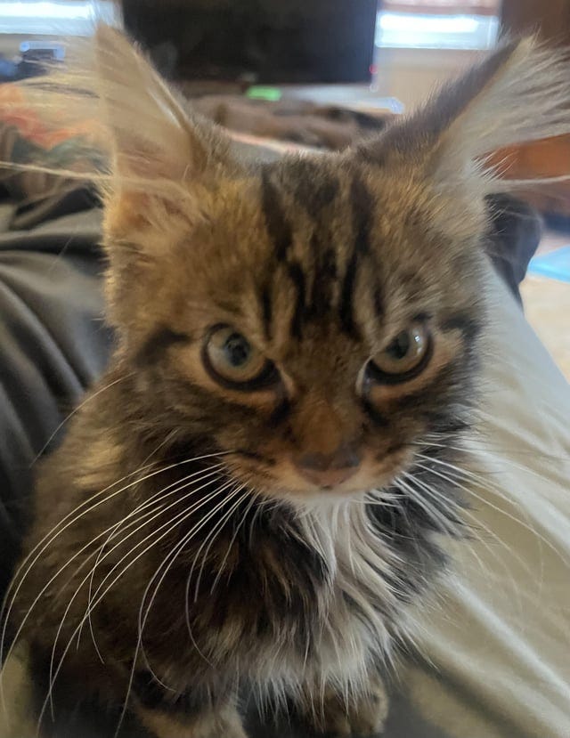 r/NameMyCat - We got a grumpy cat. Want a super old man name for him. 