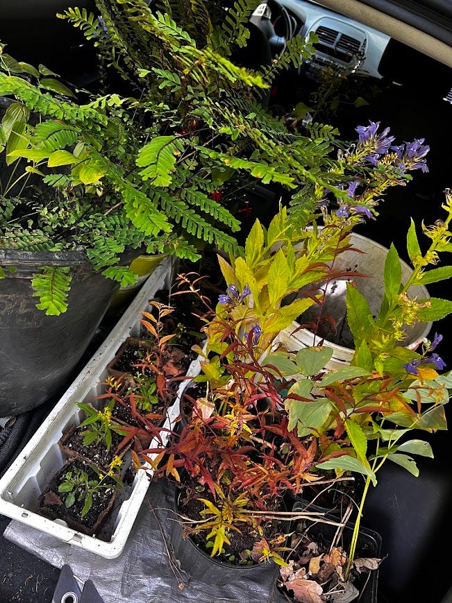 Flowering plants, including a painted lady caterpillar and bumble bees