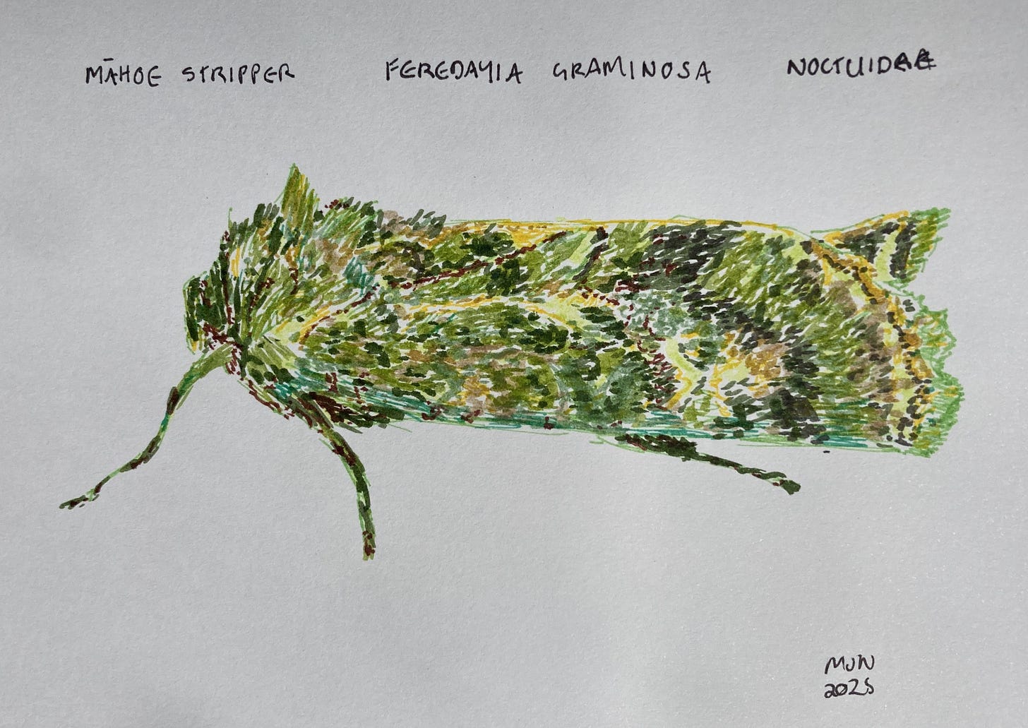 A felt pen drawing of a mottled green moth, māhoe stripper, Feredayia graminosa, Noctuidae
