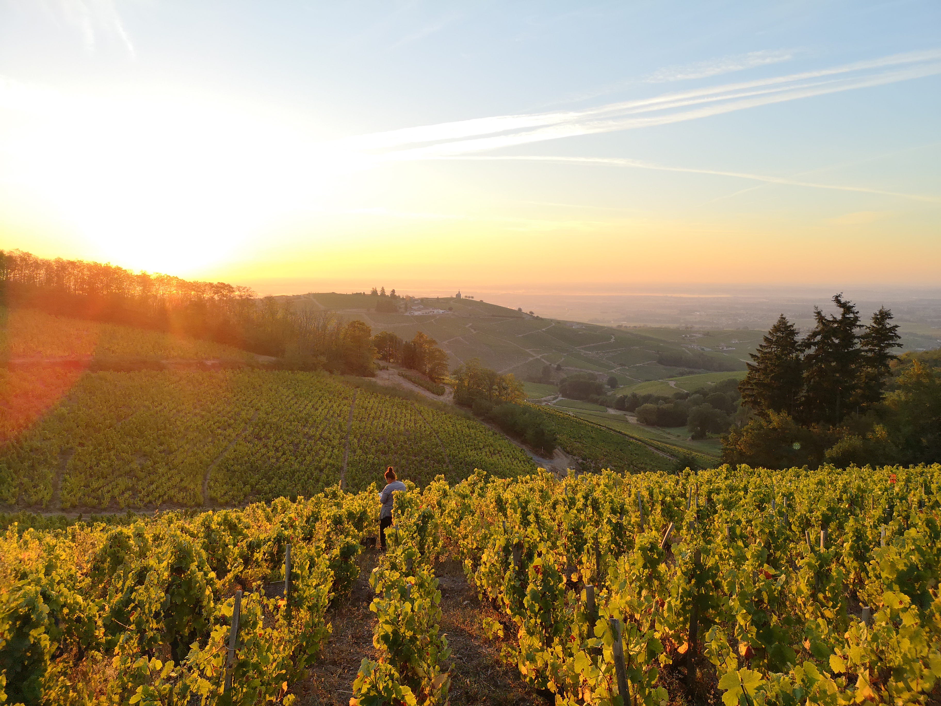 Oh Beaujolais Nouveau, how I love thee - by Charlie Brown