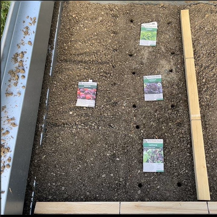 raised beds showing the square foot planting pattern