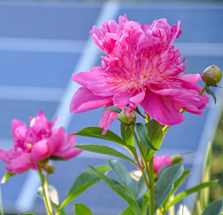 Diptych: Left large pink flower with solar panel behind; Right - white birch branches silhouetted against blue sky.