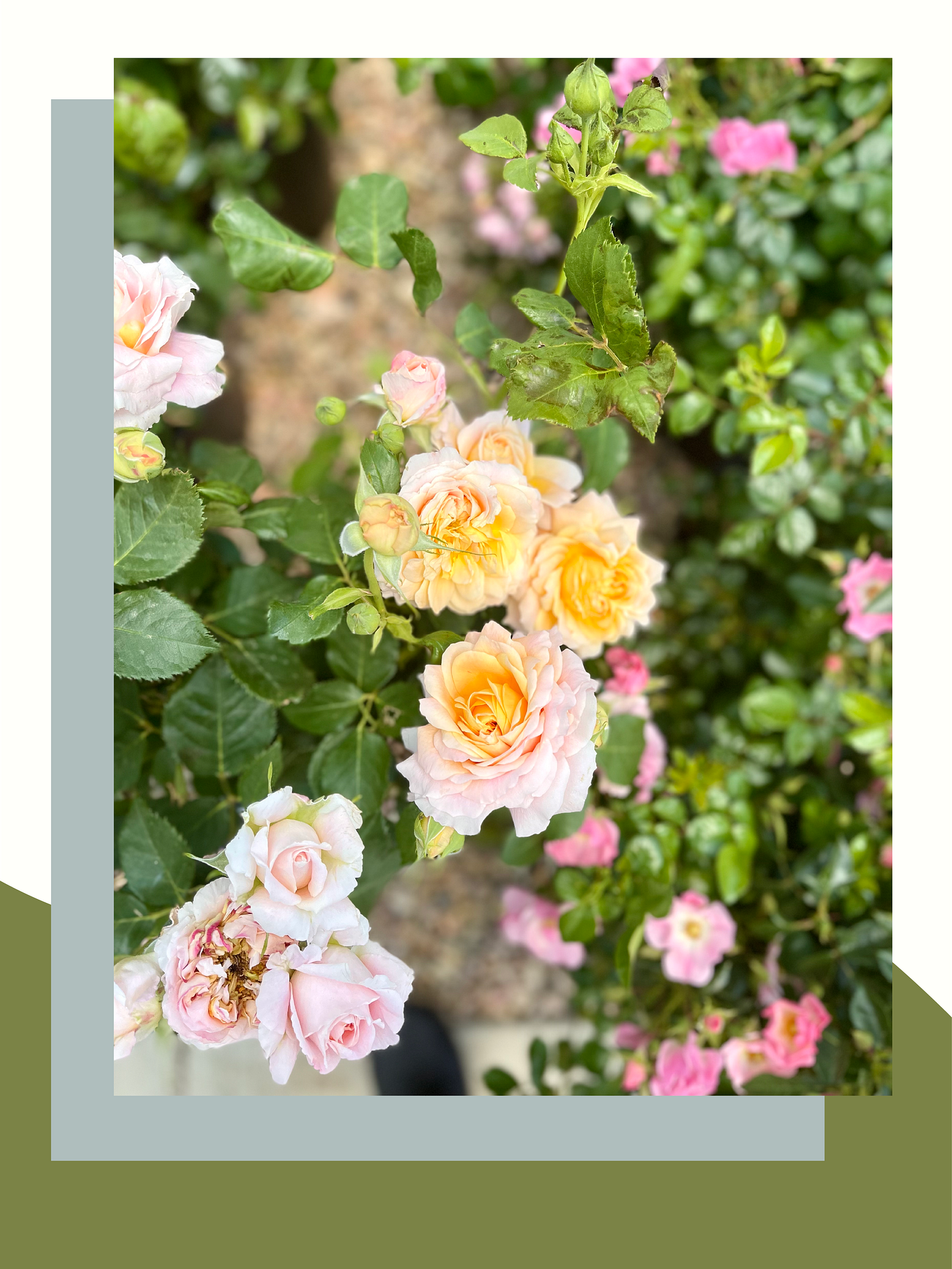 pink and orange rose bush