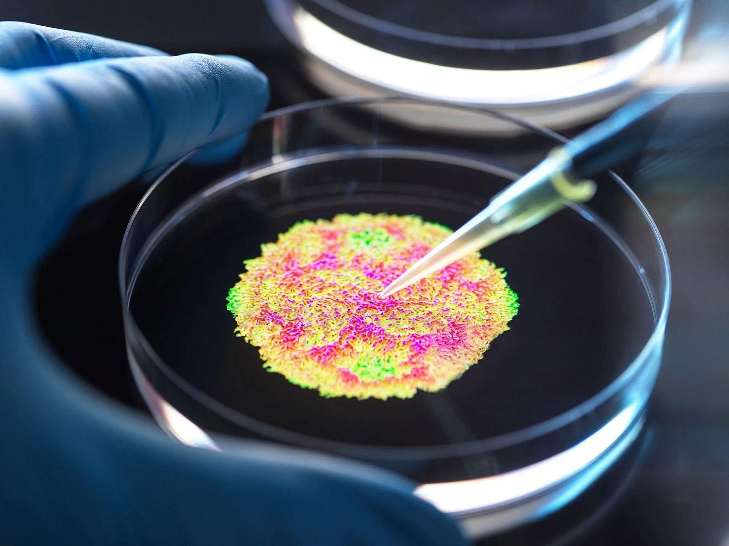 Scientist conducting an experiment, examining a petri dish with colorful cellular growth. Scientist conducting an experiment, examining a petri dish with colorful cellular growth.