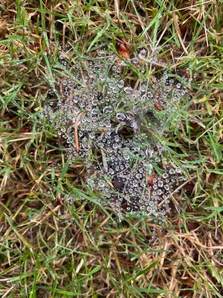 Droplets of morning dew shine like silvery gems in a web against fresh grass.
