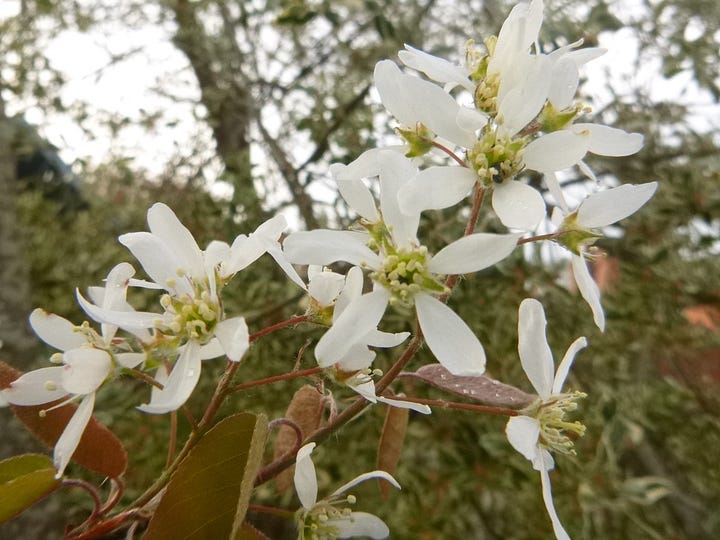 Images show hairy slender buds and starry white flowers in profusion