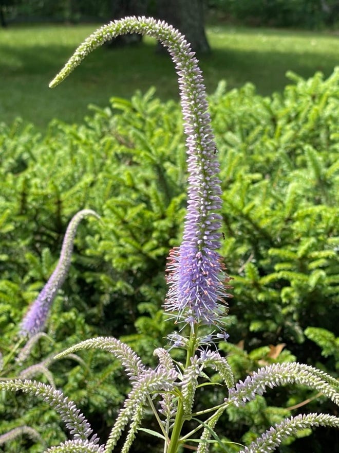 A purple flower on a plant

Description automatically generated