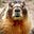 BathtubMarmot's avatar