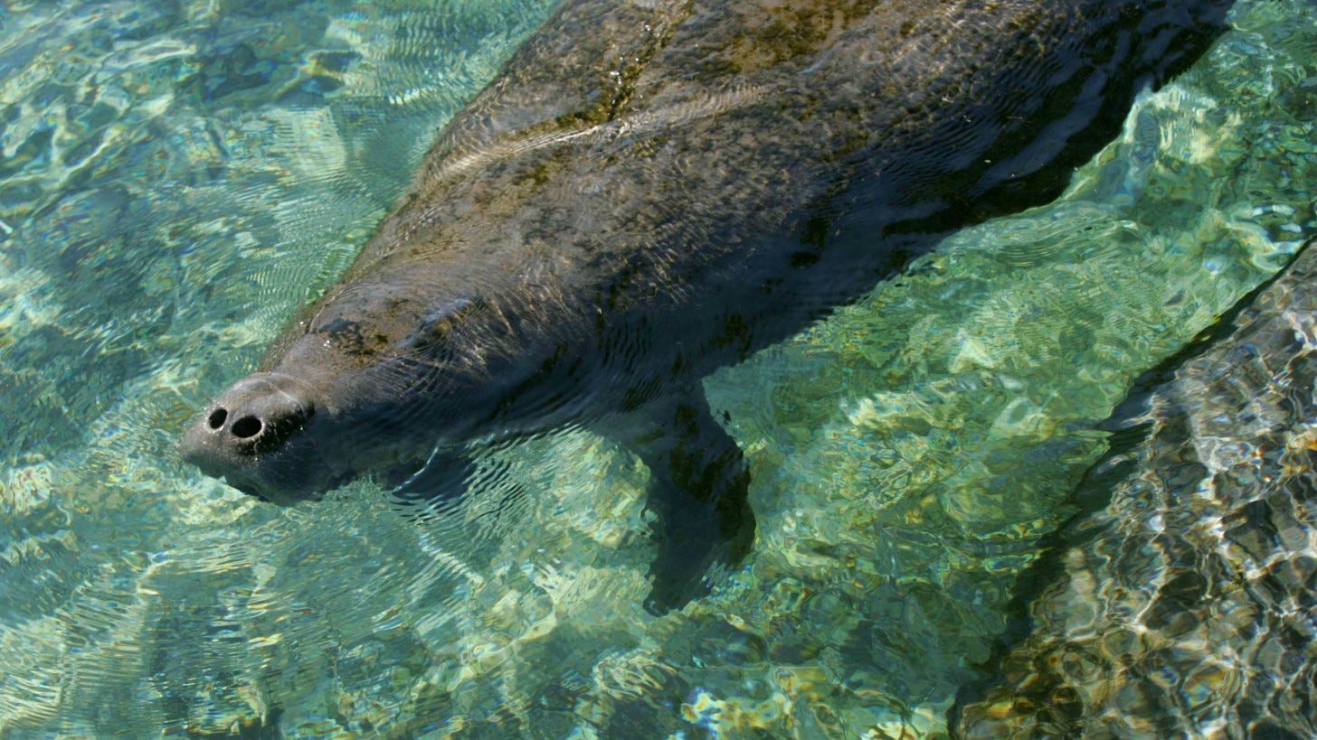 A Florida manatee. Image: Steve Hillebrand, U.S. Fish and Wildlife Service, via Wikimedia Commons A Florida manatee. Image: Steve Hillebrand, U.S. Fish and Wildlife Service, via Wikimedia Commons