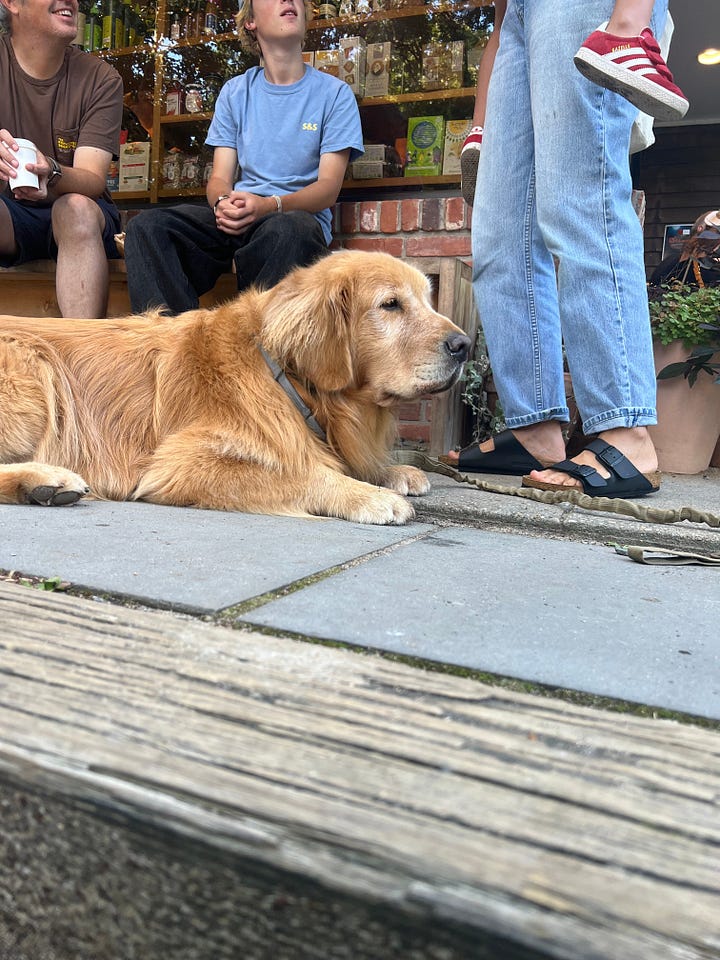 images of dogs waiting