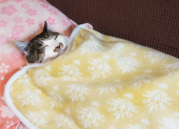 This may contain: a cat laying on top of a bed under a yellow and white blanket next to pillows