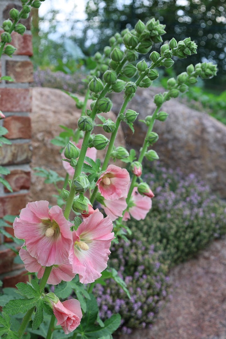 morning glory and hollyhock flowers