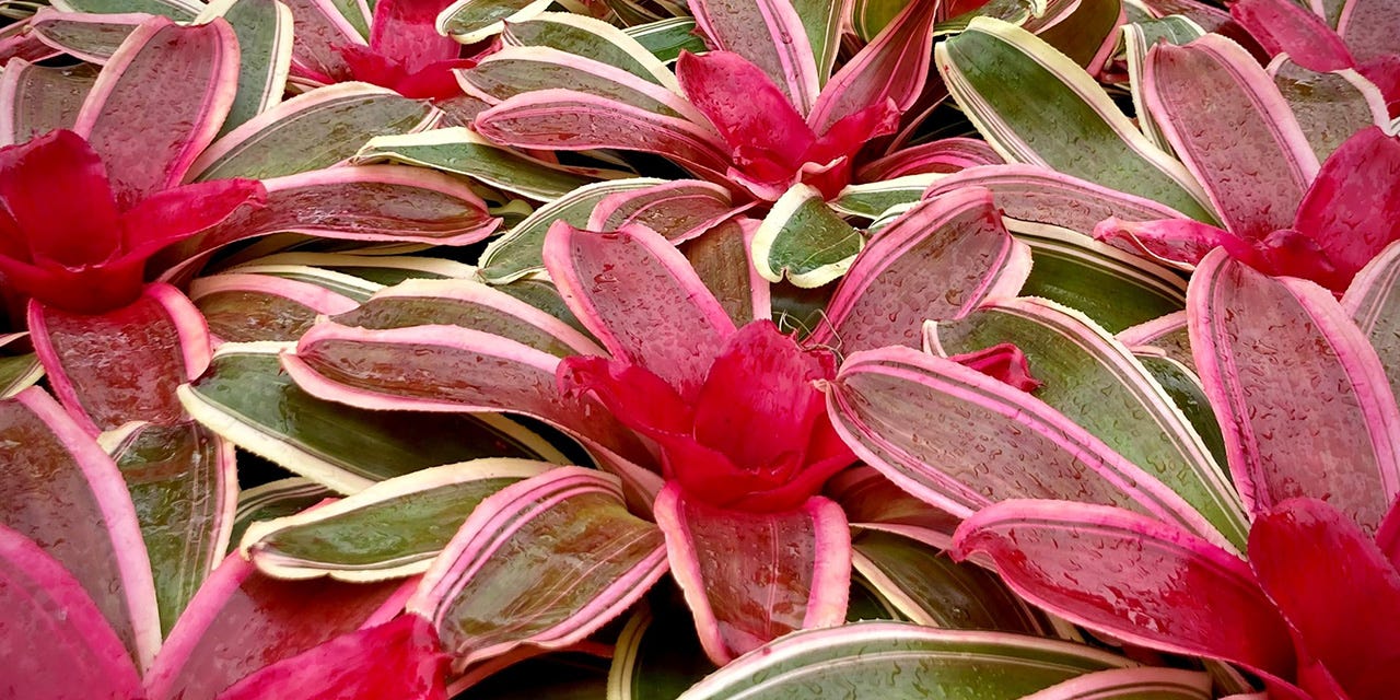green and red bromeliads used to create the holiday tree at Selby Gardens