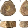 Anthropology.net