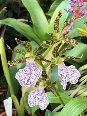 A close up of a flower

AI-generated content may be incorrect.