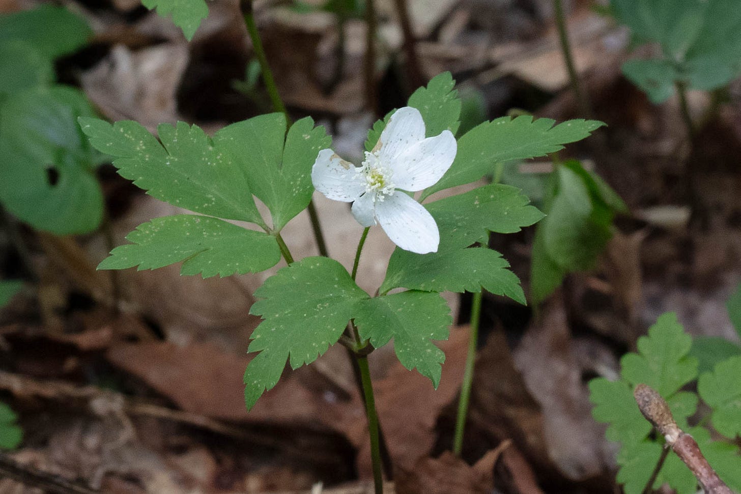 A small white flower with part of a petal chewed off, in the center of three-part compound leaves.