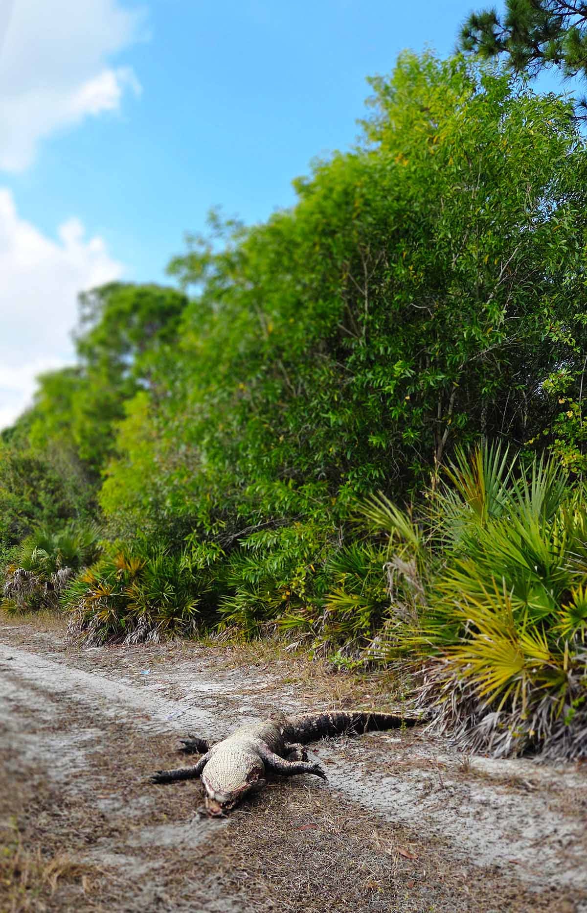 A very dead alligator. 