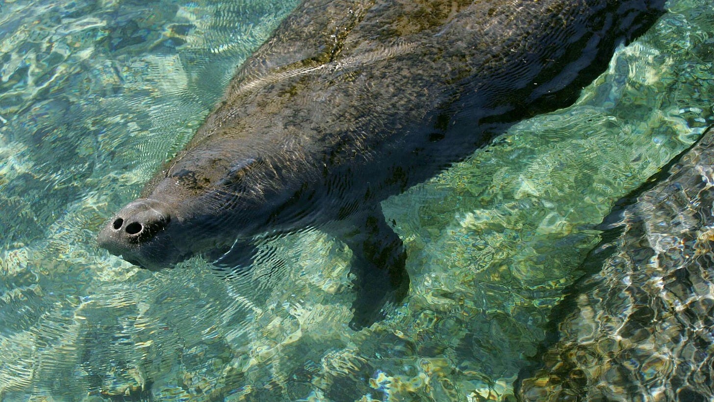 A Florida manatee. Image: Steve Hillebrand, U.S. Fish and Wildlife Service, via Wikimedia Commons A Florida manatee. Image: Steve Hillebrand, U.S. Fish and Wildlife Service, via Wikimedia Commons