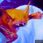 'Wuhan West' Colorado State University Bat Lab Receives Millions in New NIH Funding
