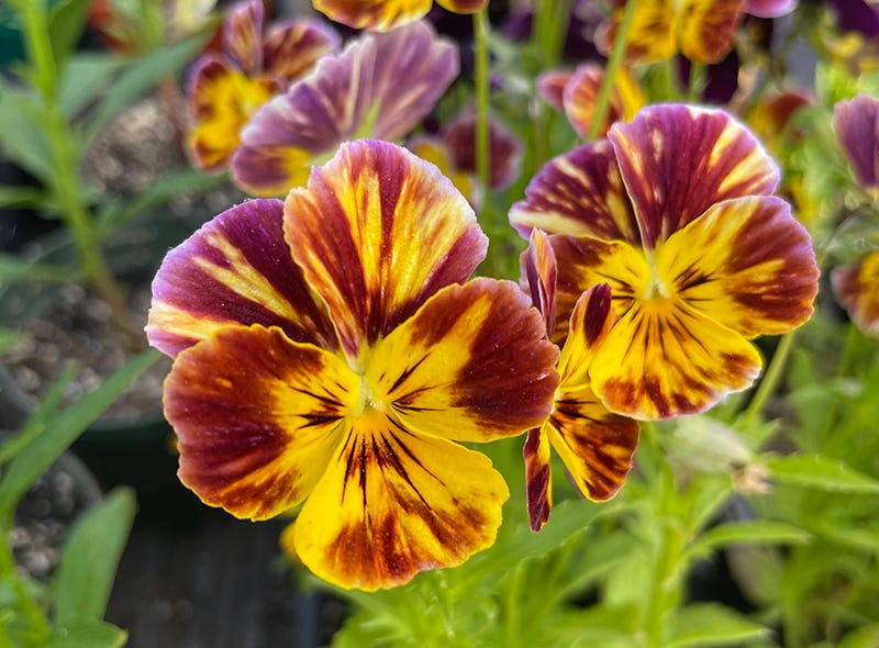 Viola Brush Strokes, Sixburnersue