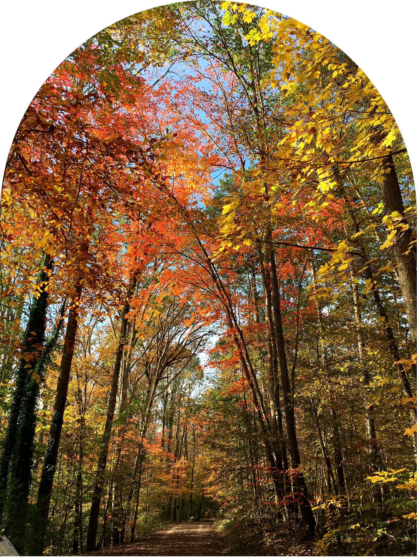 a tree-lined path in full autumn color. leaves are yellow, orange, red, and green and sun is radiating through creating vivid colors and shadows.