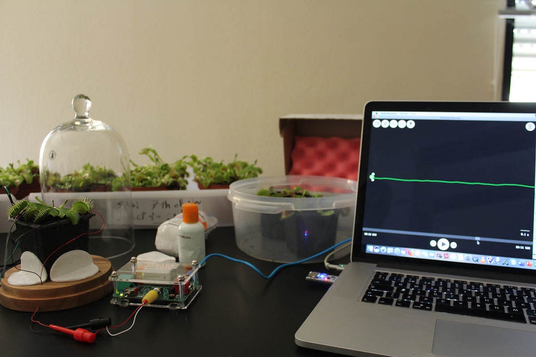una venus atrapamoscas, una planta carnívora, conectada a unos sensores para medir sus respuestas