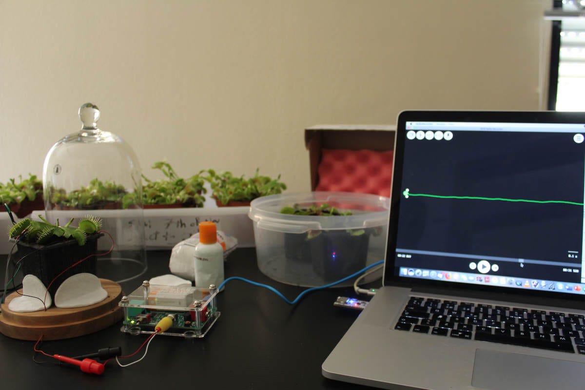 una venus atrapamoscas, una planta carnívora, conectada a unos sensores para medir sus respuestas