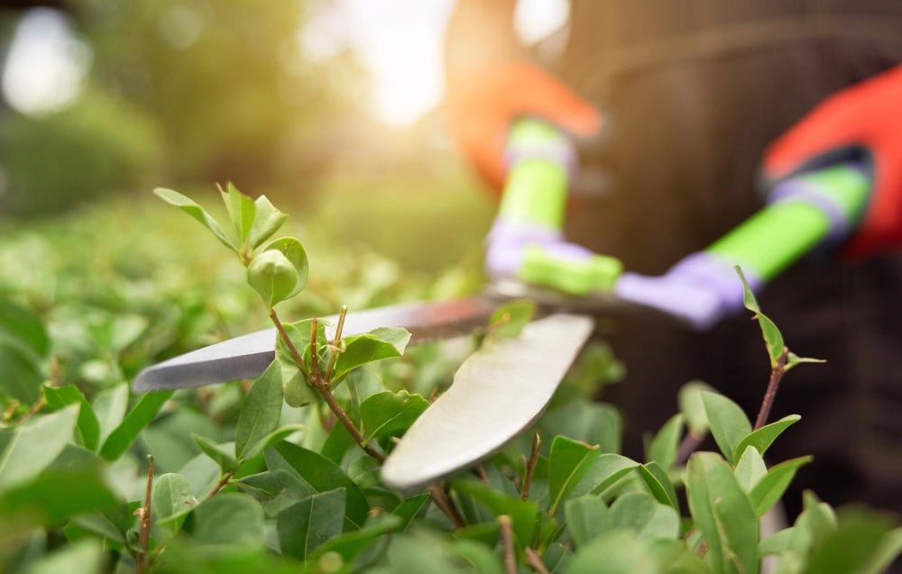 Importancia de podar las plantas y árboles - GRUPO IDAMAR