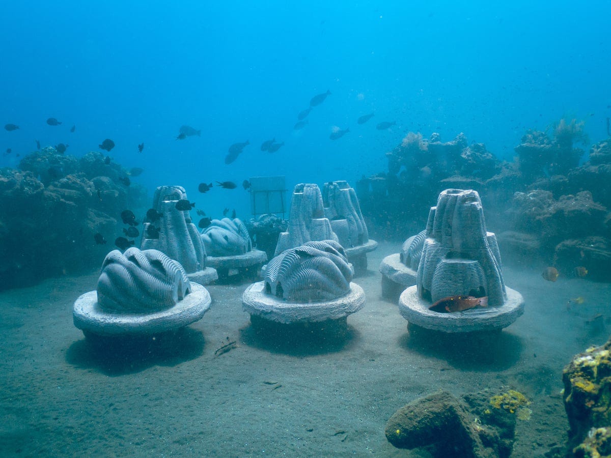 Reefs made from human ashes could revive British seabeds, says startup |  Marine life | The Guardian