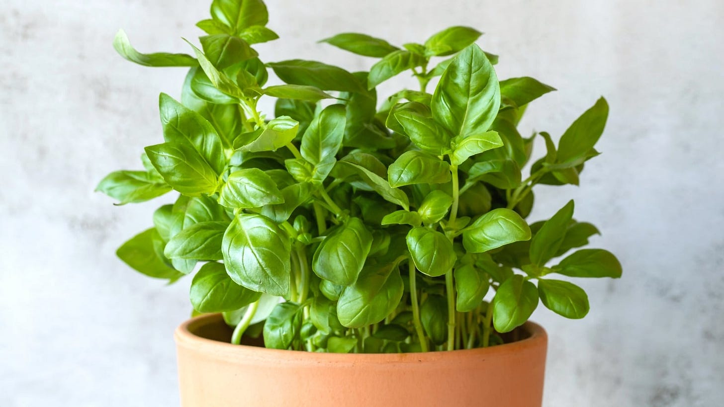 15 Expert Tips For Growing Amazing Basil in Pots or Containers