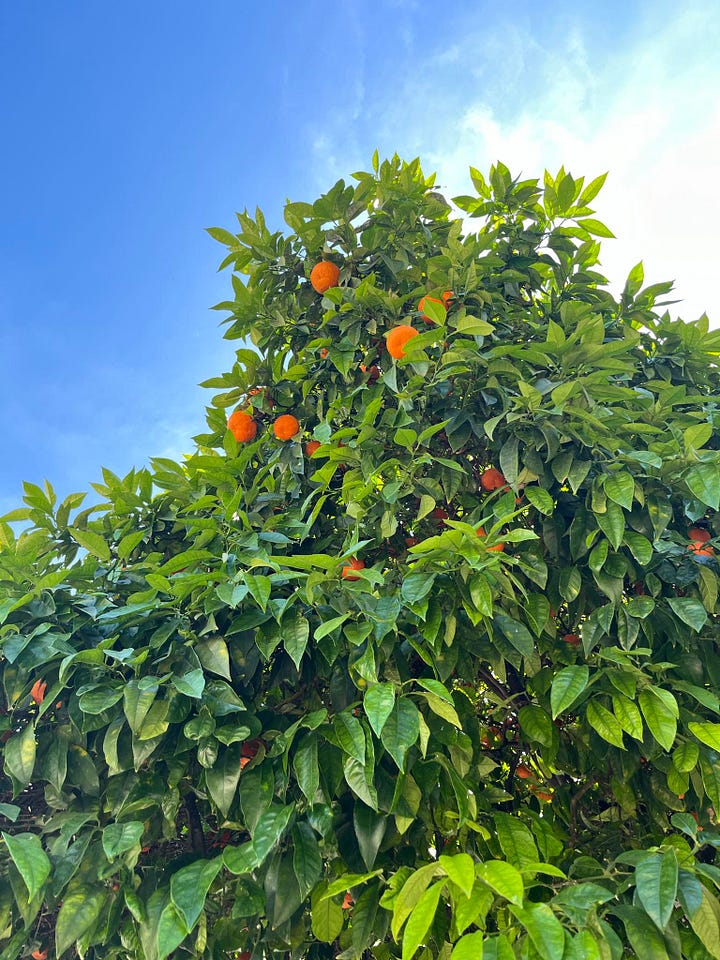 Pomarańcze w Faro