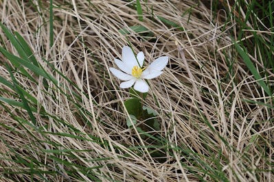 Bloodroot flower