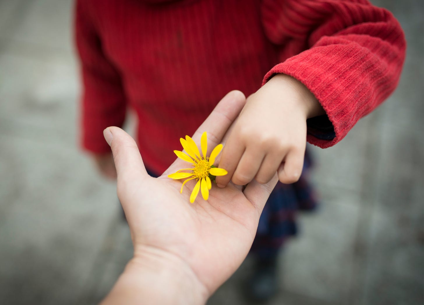 Bird’s-eye view of a child in a red sweater offering a yellow flower to an adult—an unseen gesture of quiet generosity, captured in hands and shadows.