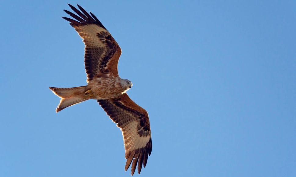 Rode wouw | Vogelbescherming