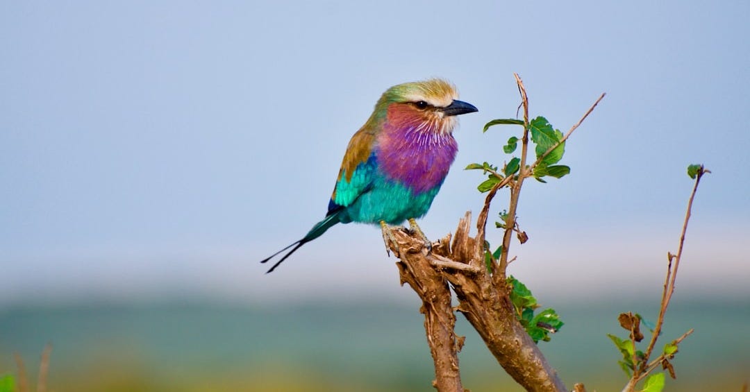 purple, blue, and brown bird perch on branch purple, blue, and brown bird perch on branch