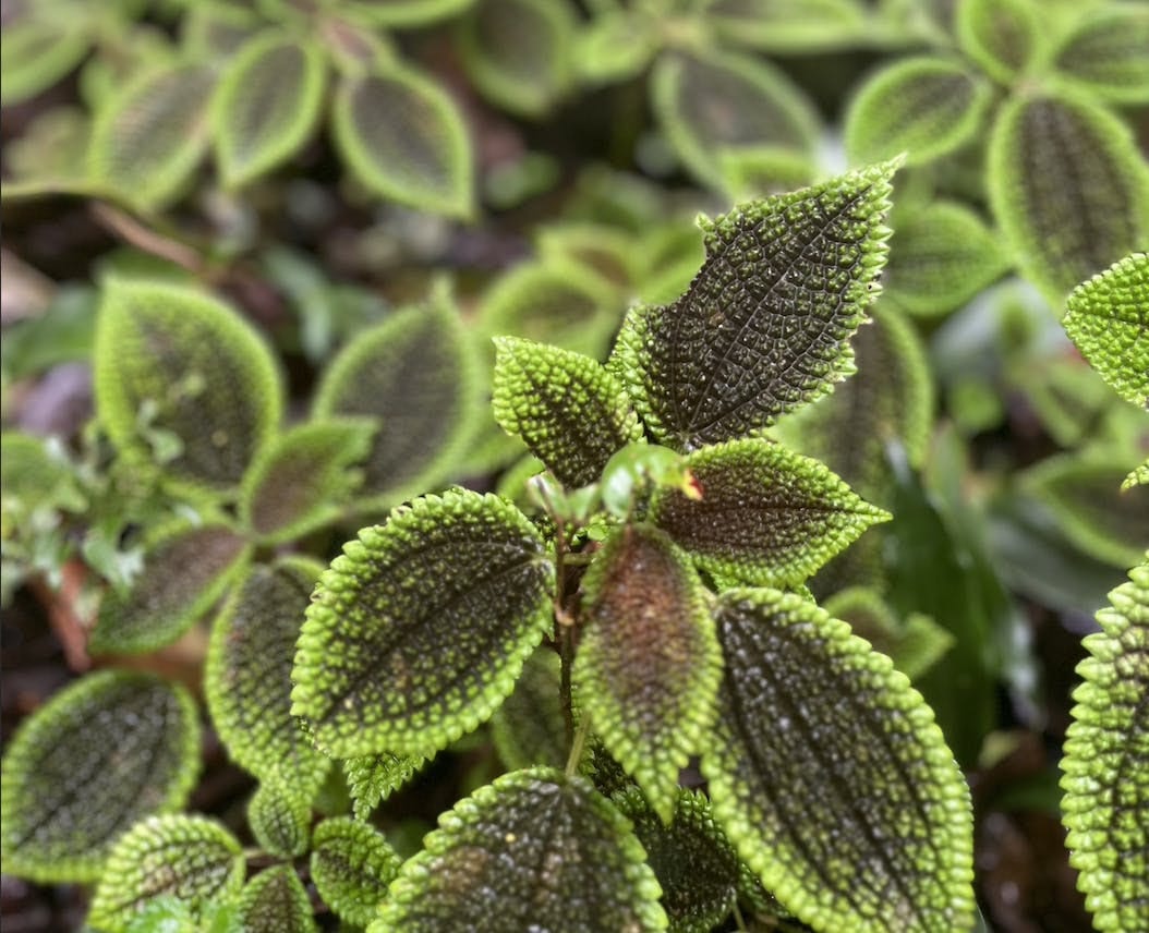 035: To Be, Or Not to Be... 035: To Be, Or Not to Be...