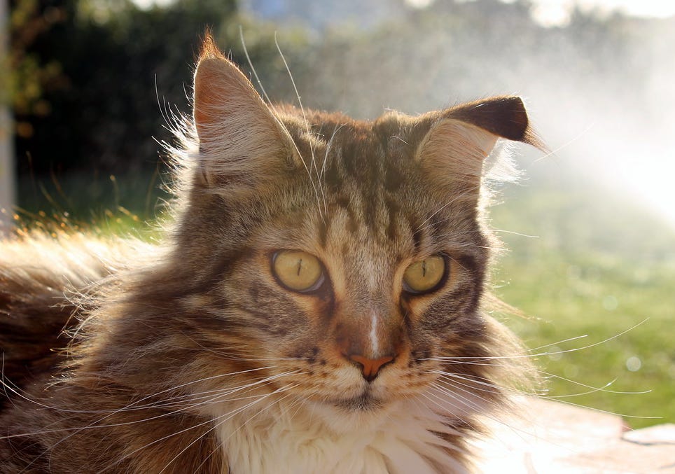 a Maine coon cat with one floppy ear, fur shining in sunlight a Maine coon cat with one floppy ear, fur shining in sunlight