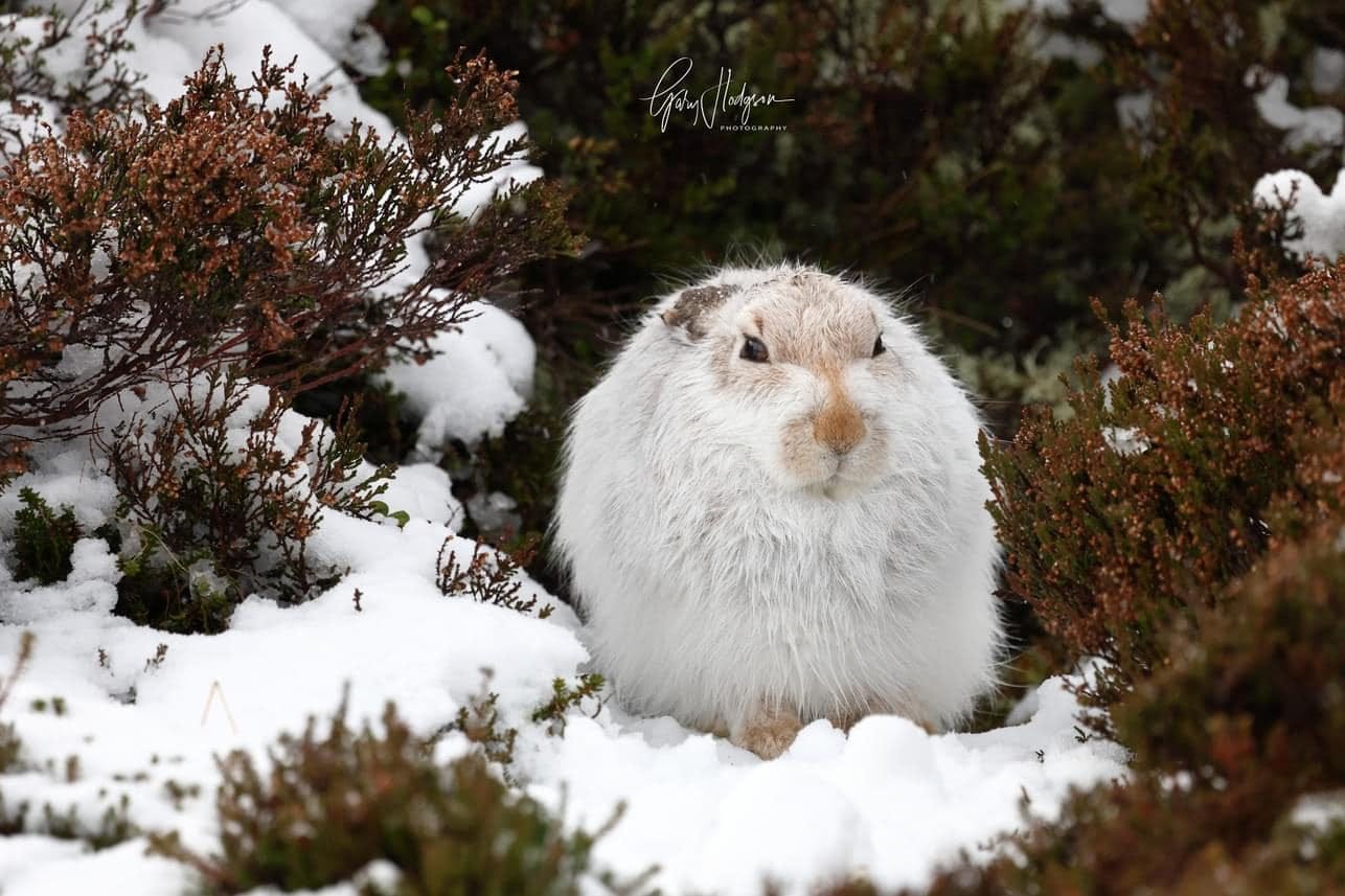 May be an image of rabbit