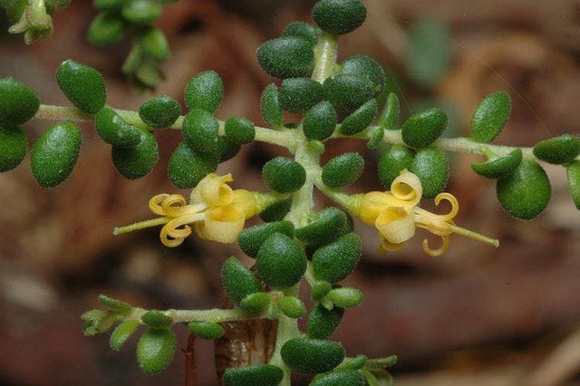 Persoonia microphylla [flowers & foliage wikicommons].jpg