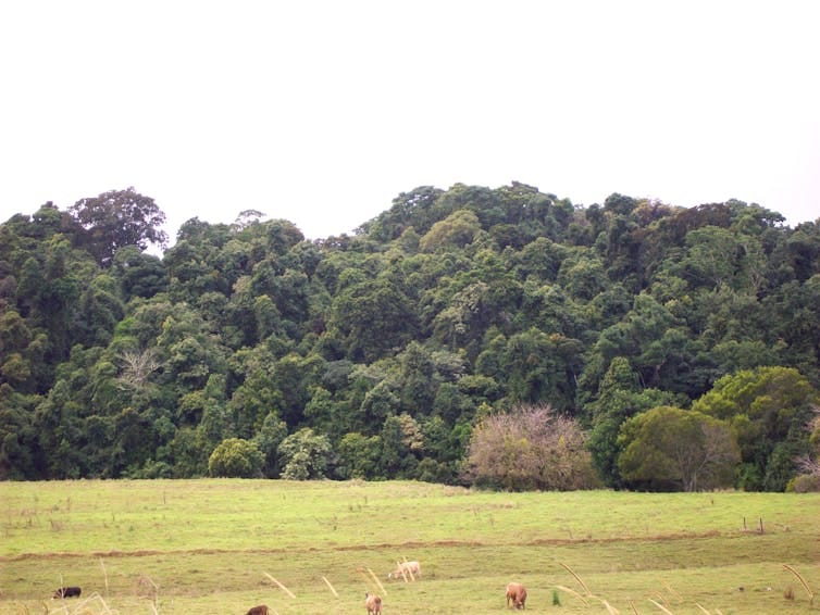rainforest in background, cows in foreground. rainforest in background, cows in foreground.