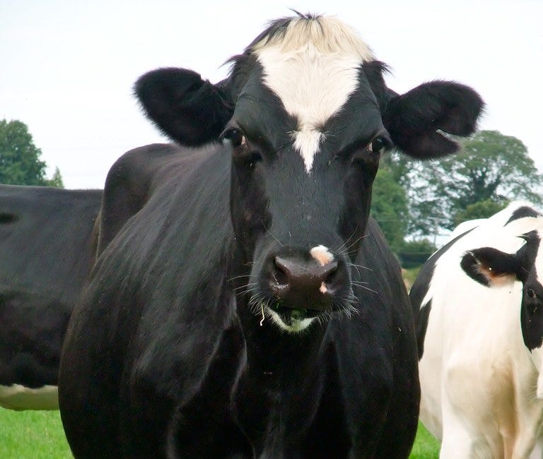 No Masters, No Ladies. Maybe World-Dominating Cows