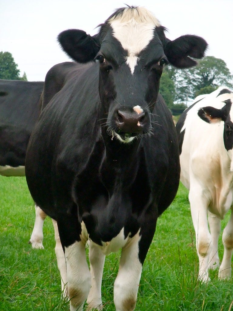 Cow staring at camera "Cows" by allyhook is licensed under CC BY-NC-ND 2.0.