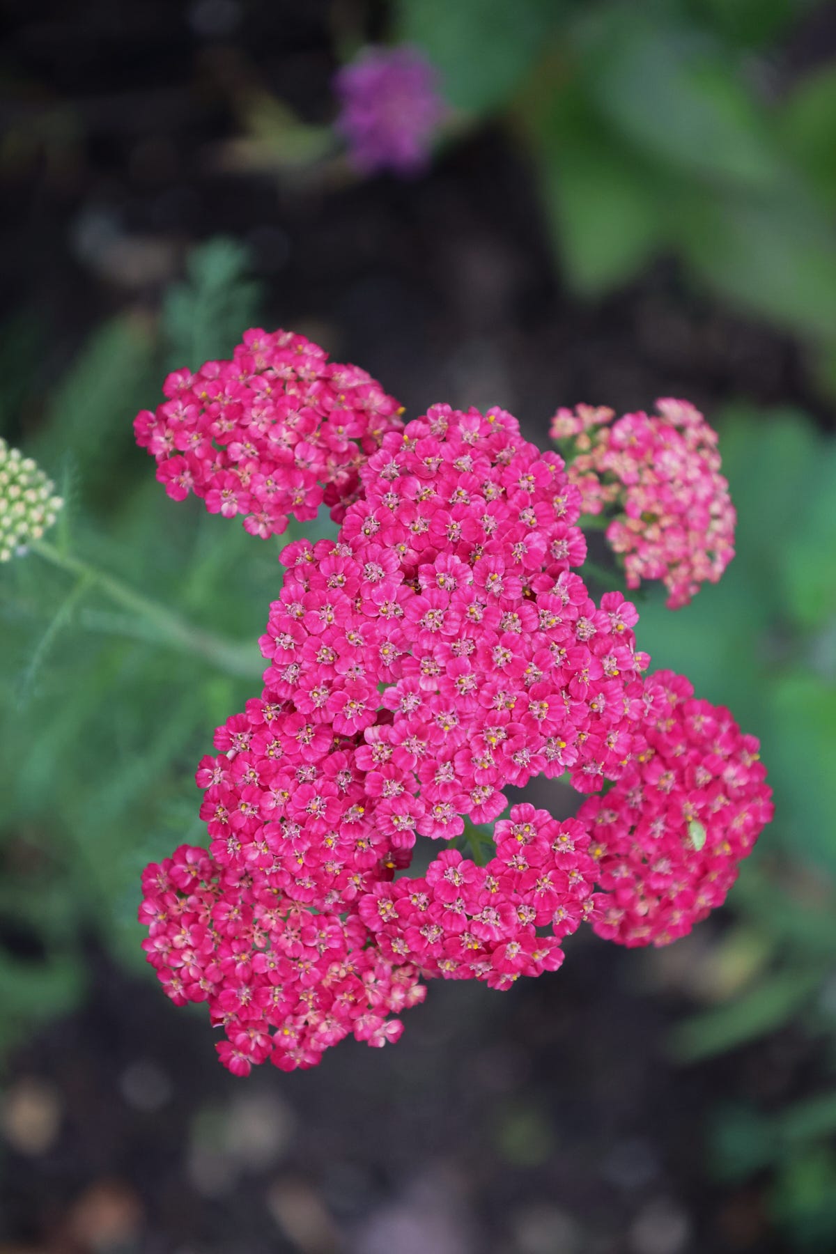 yarrow blooms