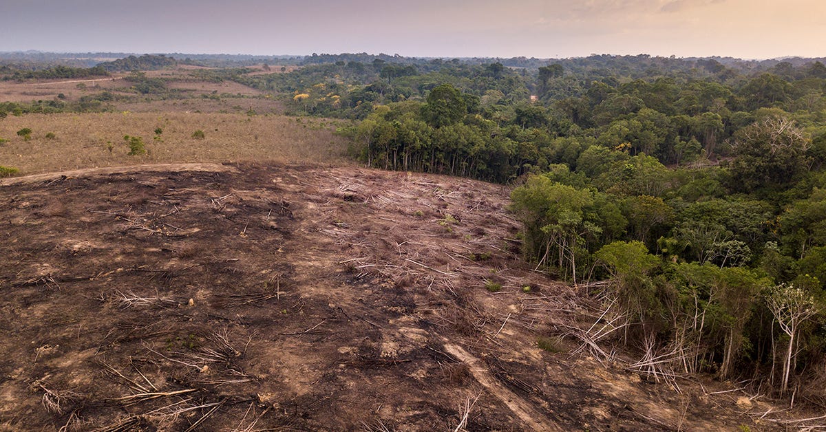 Is It Too Late to Save the Amazon Rainforest? | College of Natural  Resources News