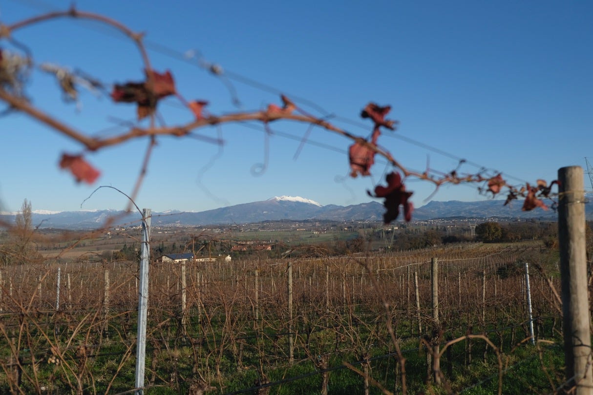 A view of the Dolomites through the Bardolino vines